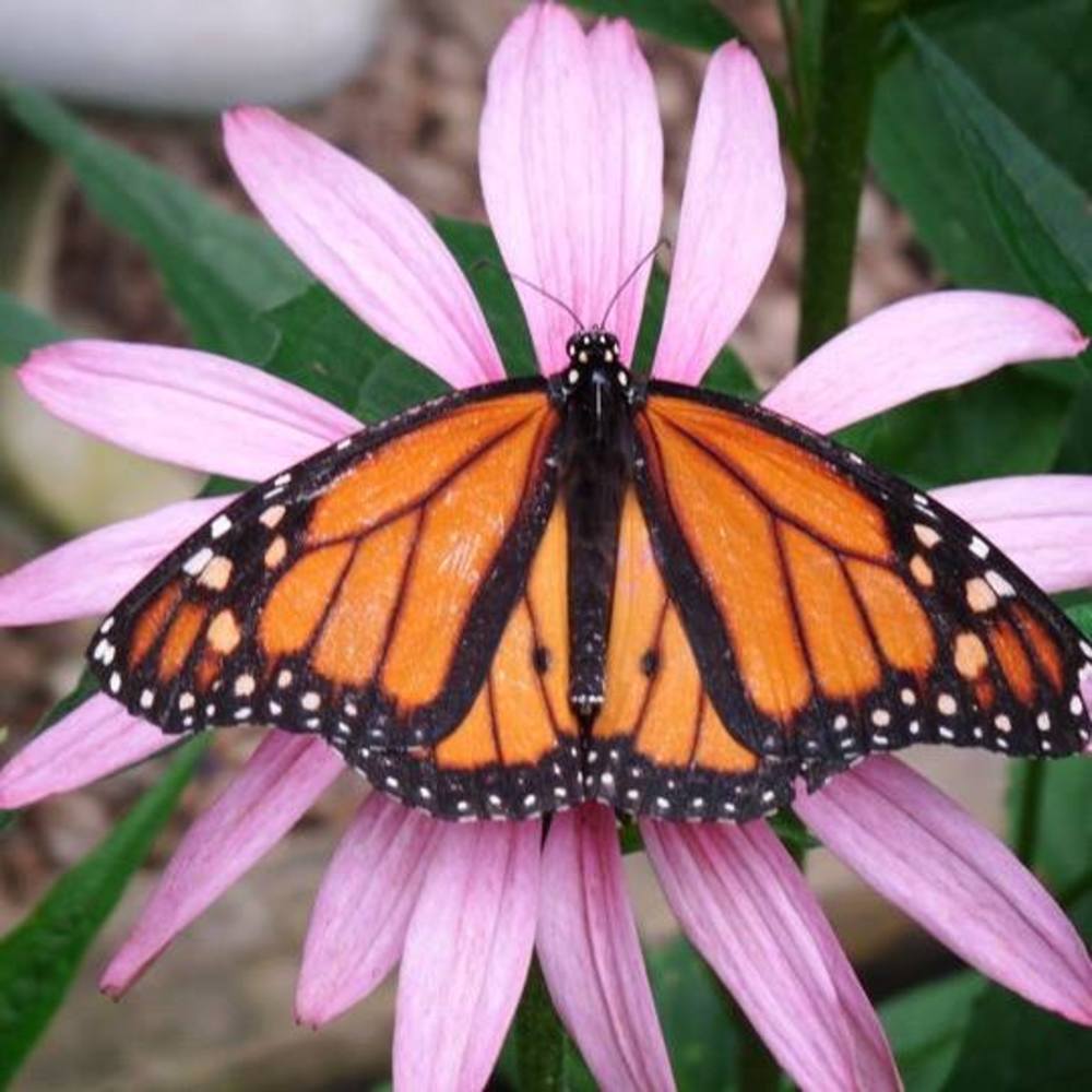 Meet your Posher, Karla